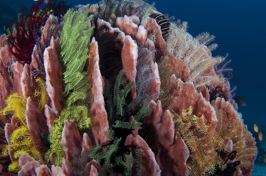 Crinoids growing in barrel sponge Photograph by Science Photo Library ...