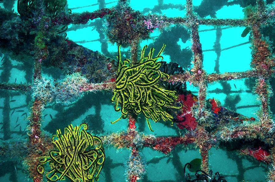 Crinoids On An Artificial Reef Photograph by Georgette Douwma/science Photo Library