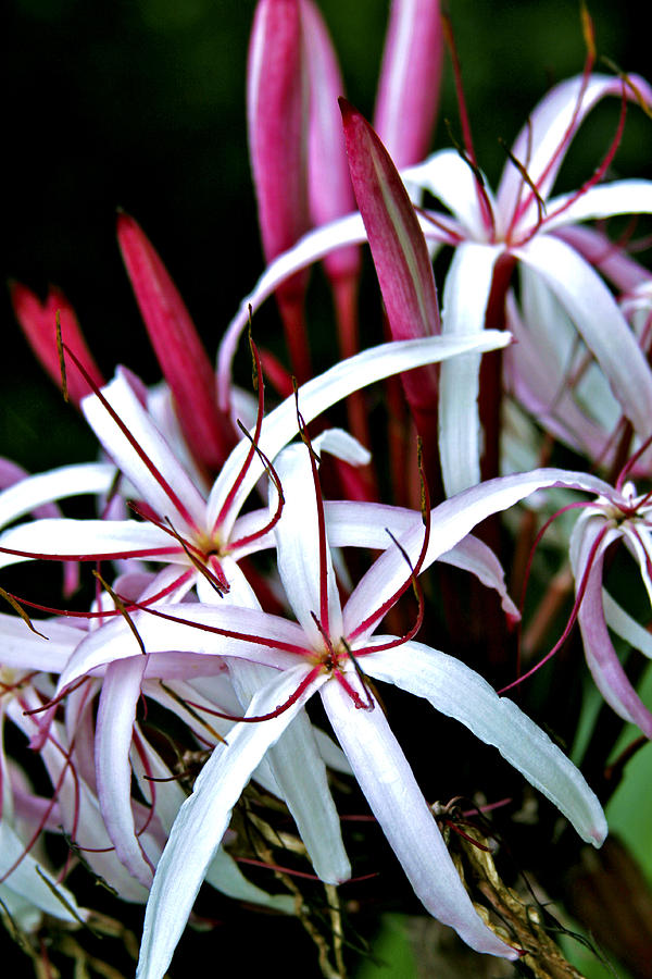 Lily Photograph - Crinum Asiaticum Spider Lily Hawaii by Karon Melillo DeVega