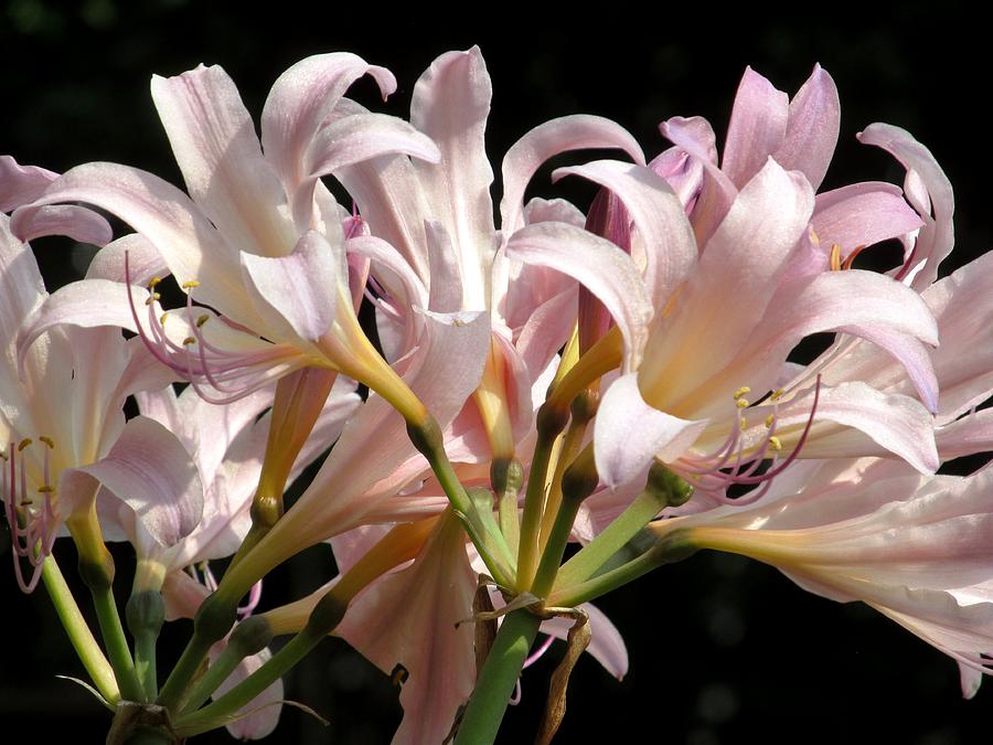 Crinum lily Photograph by Alfred Ng