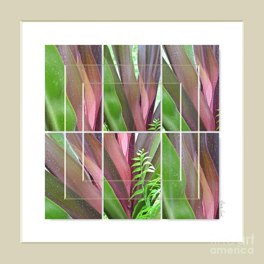 Crinum Lily Collage1 Photograph by Darla Wood