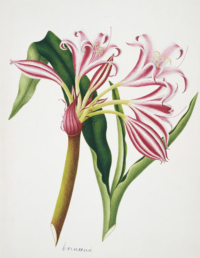 Crinum Lily Flowers Photograph by Natural History Museum, London/science Photo Library