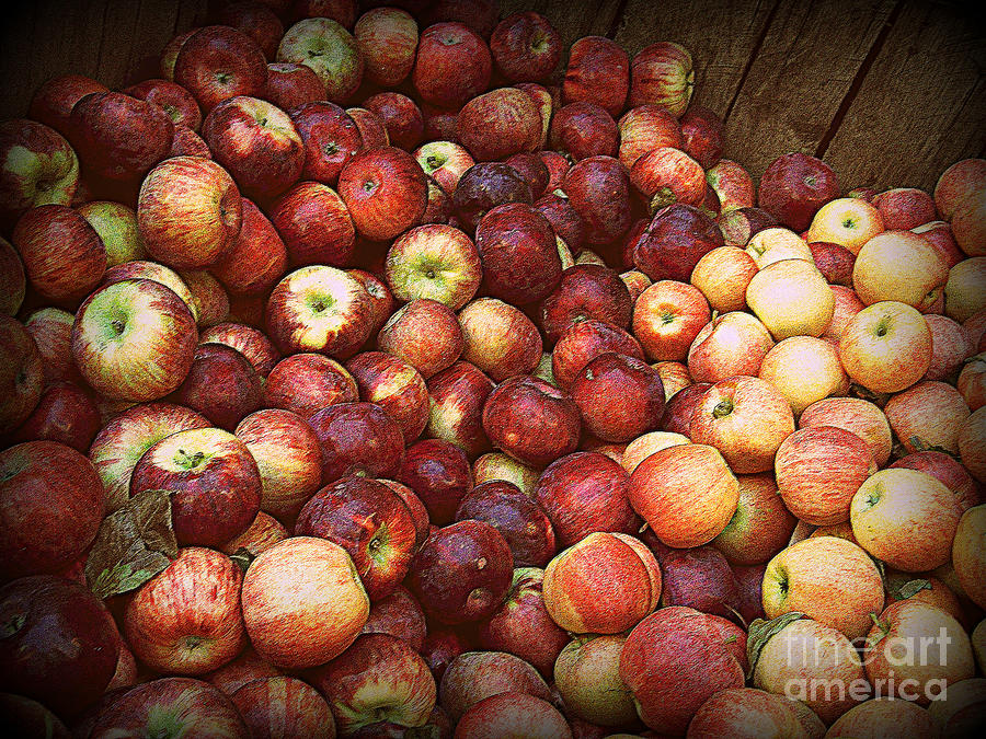 Crisp Red Apples in the Fall Photograph by Miriam Danar