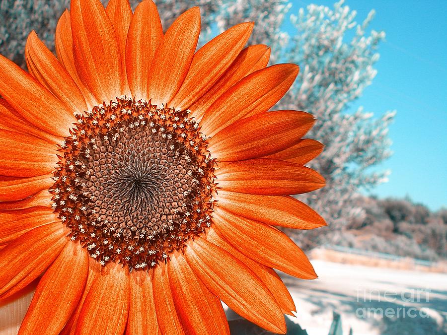 Sunflower Photograph - Crisp Sunflower on a Summer day by De La Rosa Concert Photography