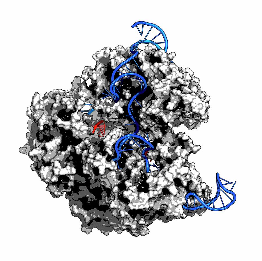 Crispr-cas9 Gene Editing Complex Photograph by Molekuul