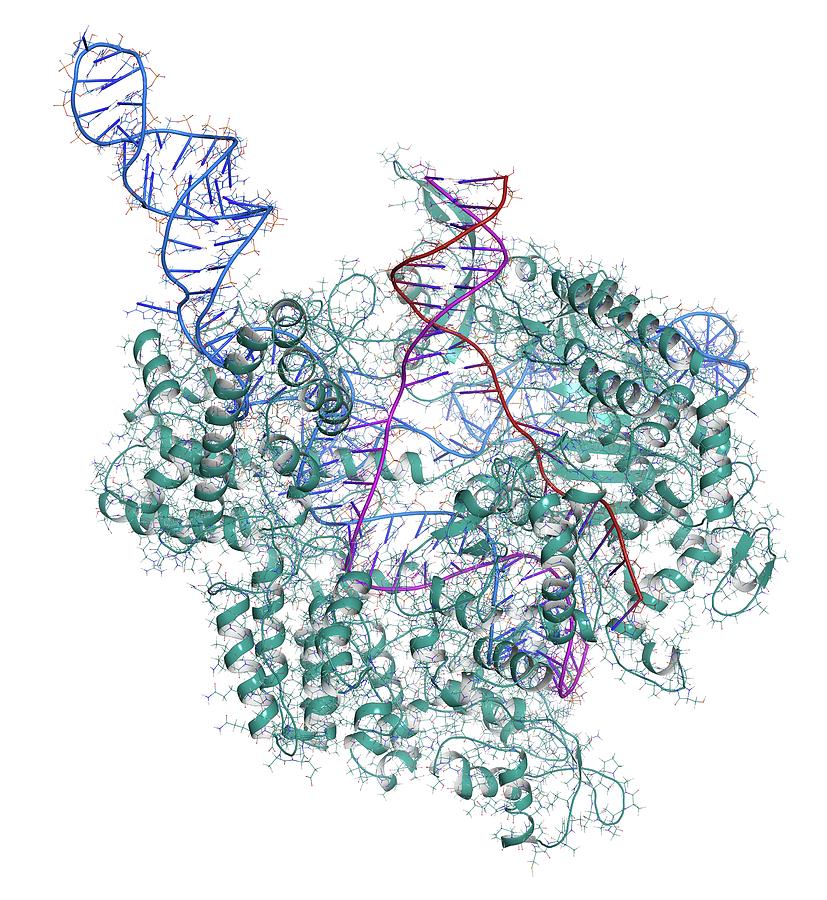 Crispr-cas9 Gene Editing Complex Photograph by Molekuul/science Photo ...