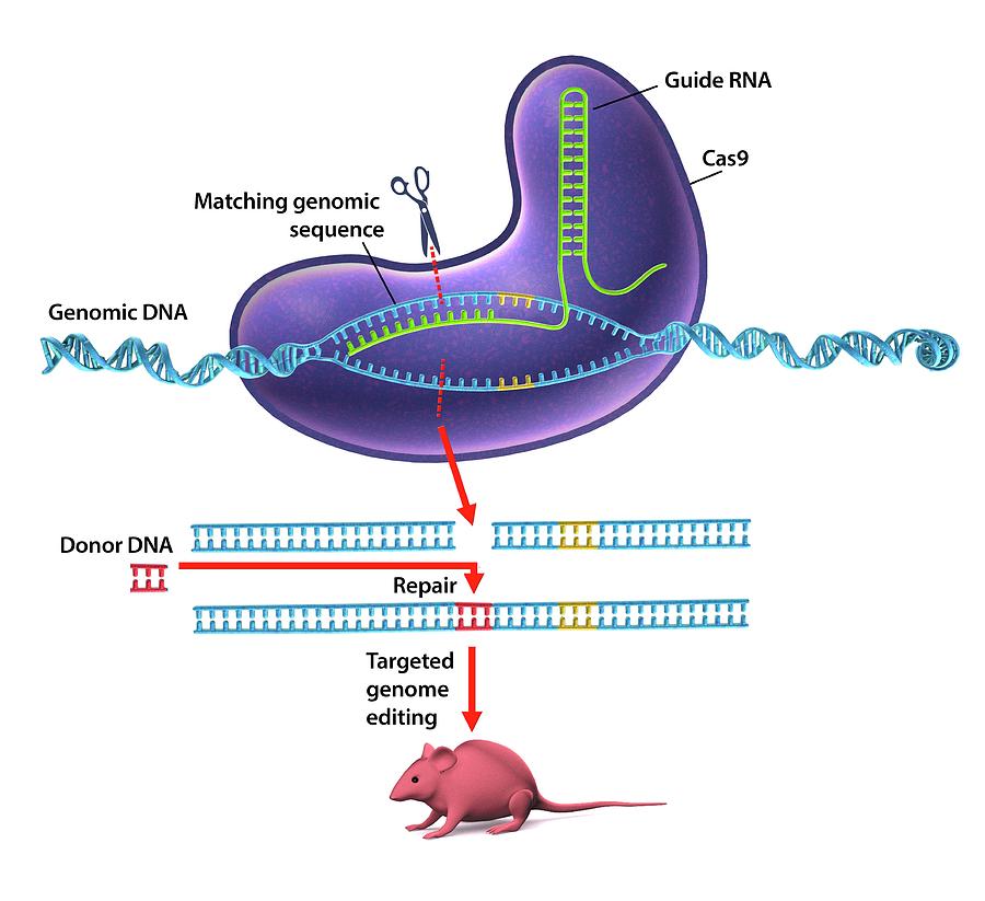 Crispr-cas9 Gene Editing Photograph by Gunilla Elam - Pixels