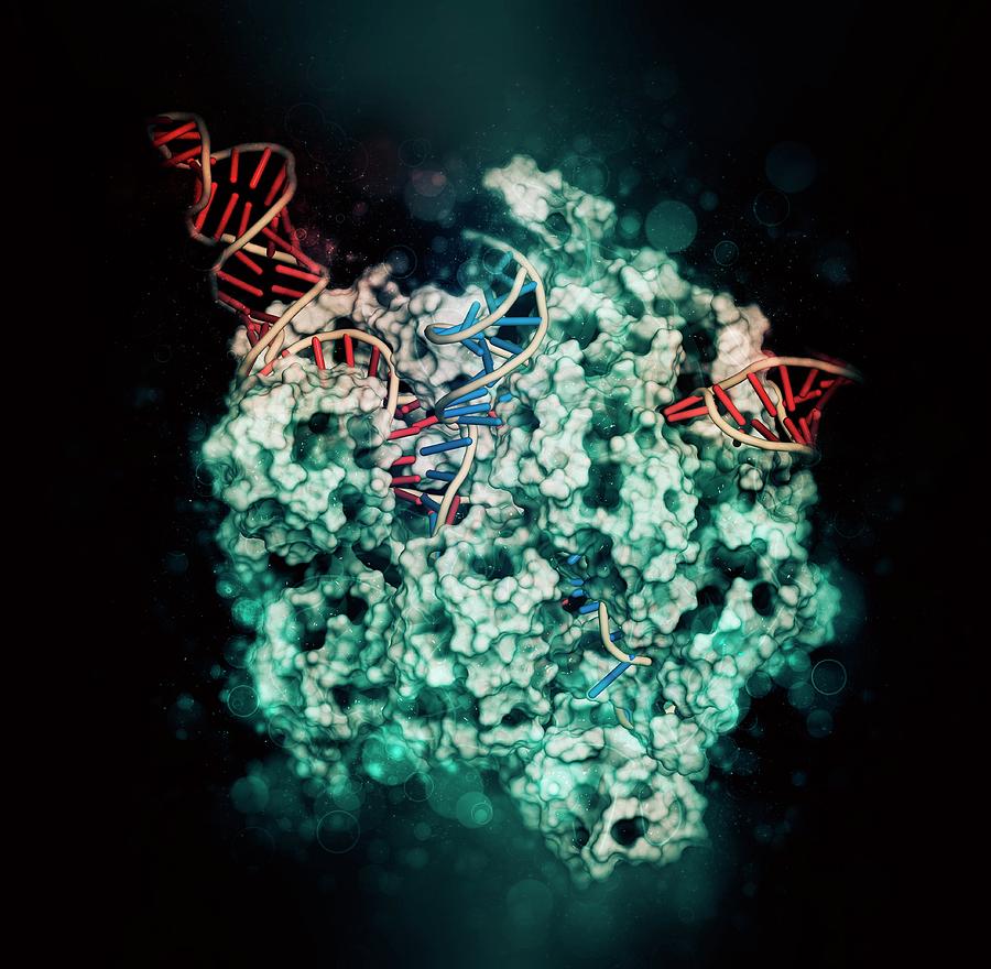 Crispr Photograph - Crispr-cas9 Gene Editing by Molekuul/science Photo Library