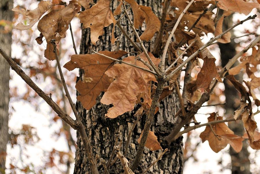 Fall Photograph - Crispy Leaves by SC Pierce