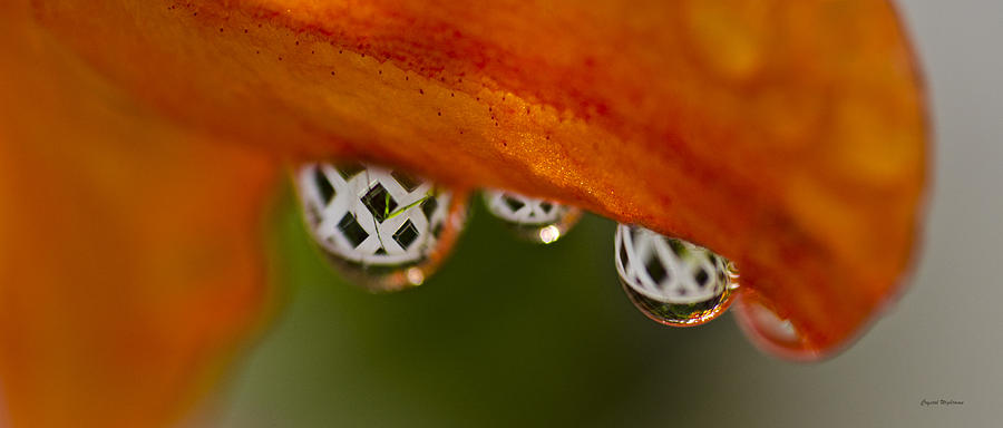 Criss Cross Water Drop Photograph by Crystal Wightman