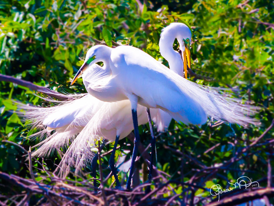 Criss-Cross Egrets Photograph by Susan Molnar