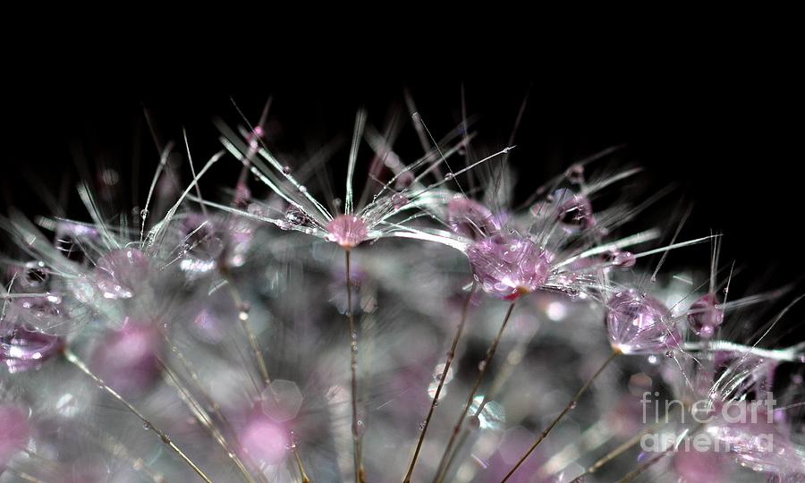 Cristal Flower Photograph by Sylvie Leandre