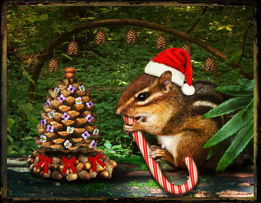 Critter Christmas Photograph by Shawna Rowe