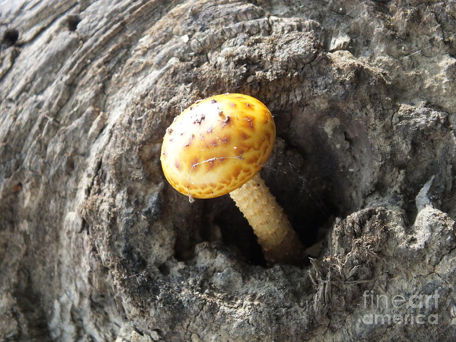 Mushroom Photograph - Critter House by Melissa Lightner