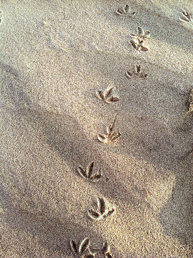Critter Tracks in the sand Photograph by Gray  Artus