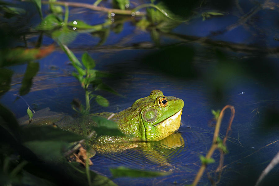 Croaking Bullfrog Photograph by Donna Kennedy