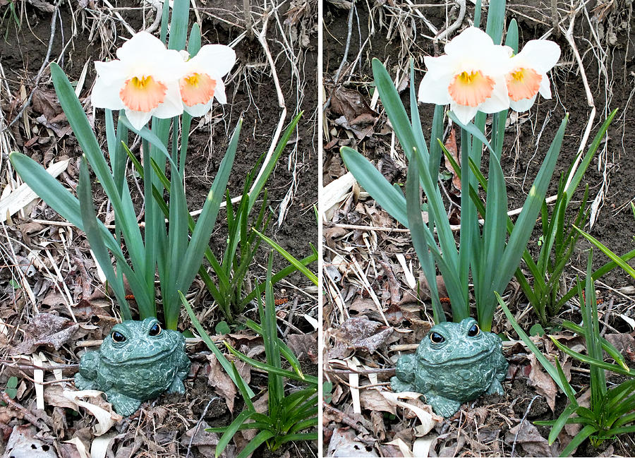 Croaky -- Guardian of the Daffodils in Stereo Photograph by Duane McCullough
