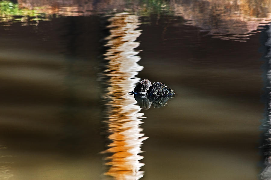 Croc Photograph - Croc or  log  by Miroslava Jurcik