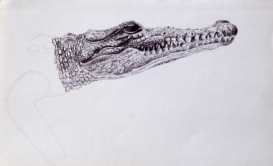 Croc sketch Drawing by Wade Clark