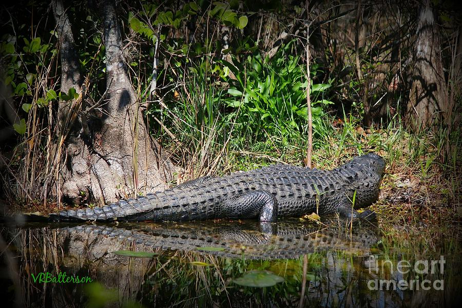 Gator  Photograph by Veronica Batterson