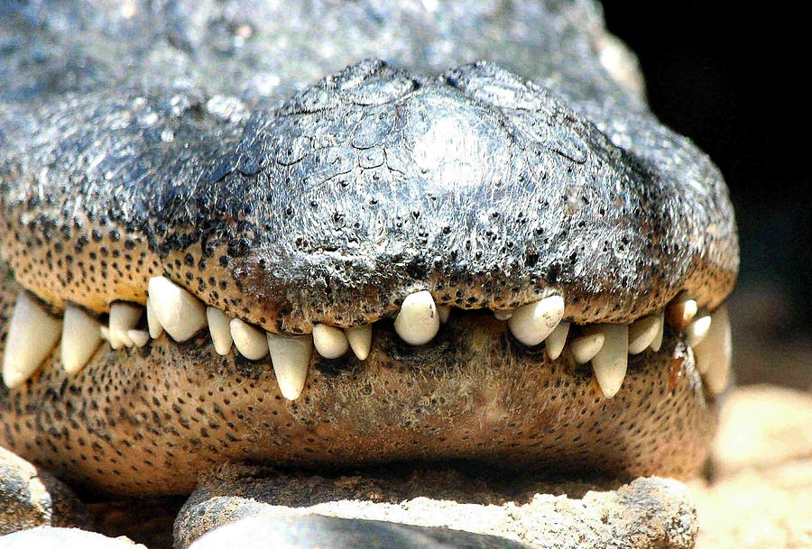 Croca teeth Photograph by Simeon Taylor | Fine Art America