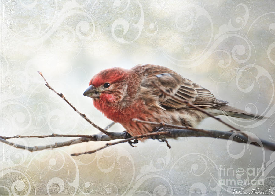 Animal Photograph - Croching finch by Debbie Portwood