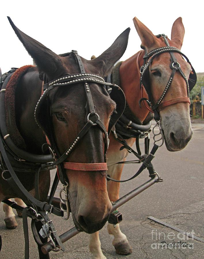 Animal Photograph - Mules in Harness -Crocket and Tubbs by Dodie Ulery