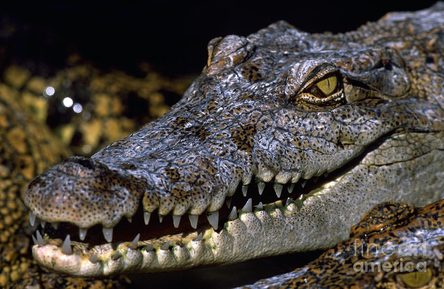 Crocodile Baring Teeth Photograph by Art Wolfe