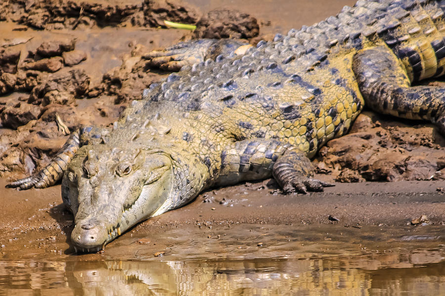 Crocodile Close Up Photograph by Craig Lapsley | Fine Art America