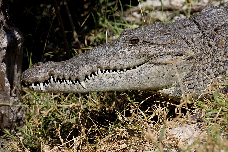 Crocodile Crocodylus Acutus Photograph By Jose Azel - Pixels