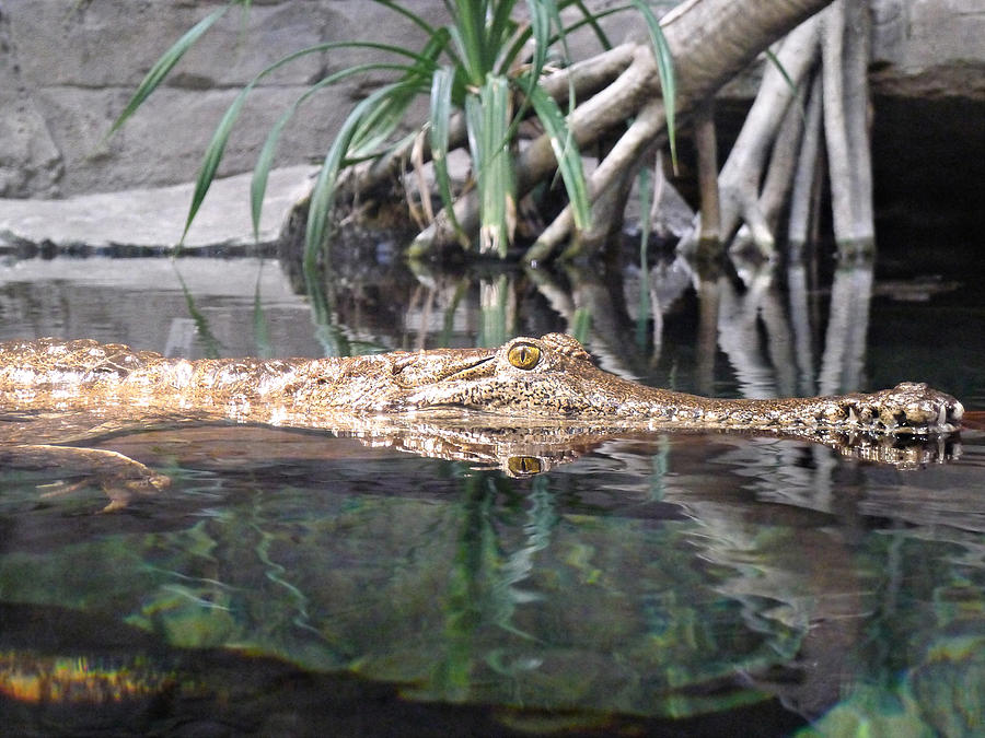 Crocodile Eyes Photograph by Richard Reeve