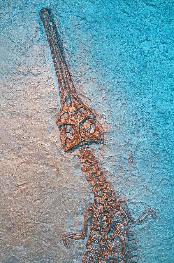 Prehistoric Photograph - Crocodile Fossil by Millard H. Sharp