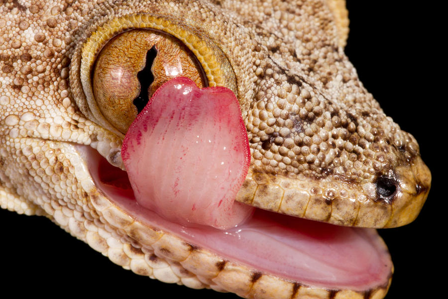 Crocodile Gecko Cleaning Eye Photograph by David Kenny