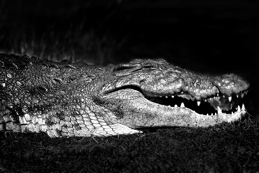 Crocodile  Photograph by Gigi Ebert