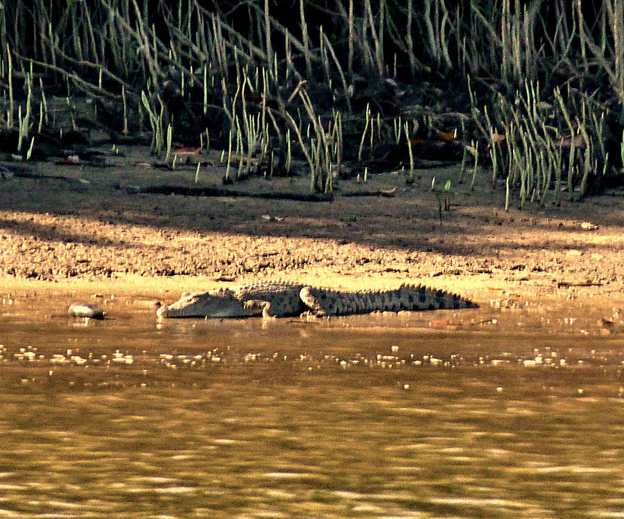 Crocodile Photograph by Girish J - Fine Art America