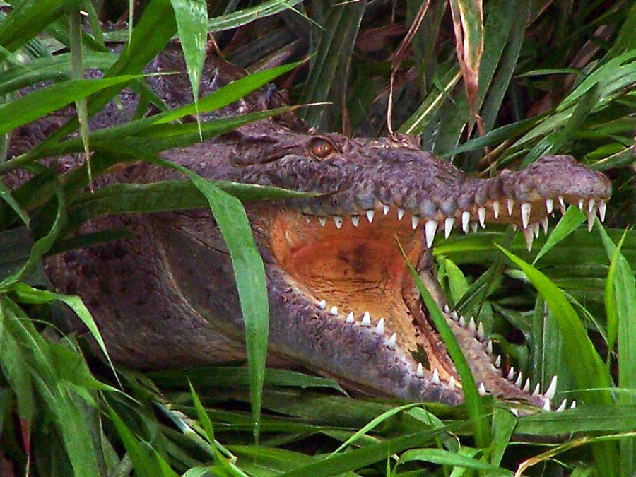 Crocodile Hunter Photograph by Jennifer Robin