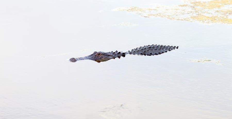 Crocodile Photograph - Crocodile In A Pond, Boynton Beach by Panoramic Images
