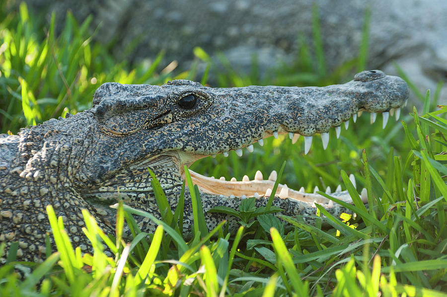 Crocodile In Grass Photograph by John Elk Iii