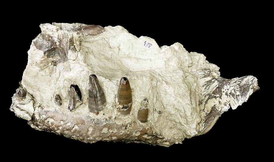 Crocodile Jaw Fossil Photograph by Pascal Goetgheluck/science Photo Library
