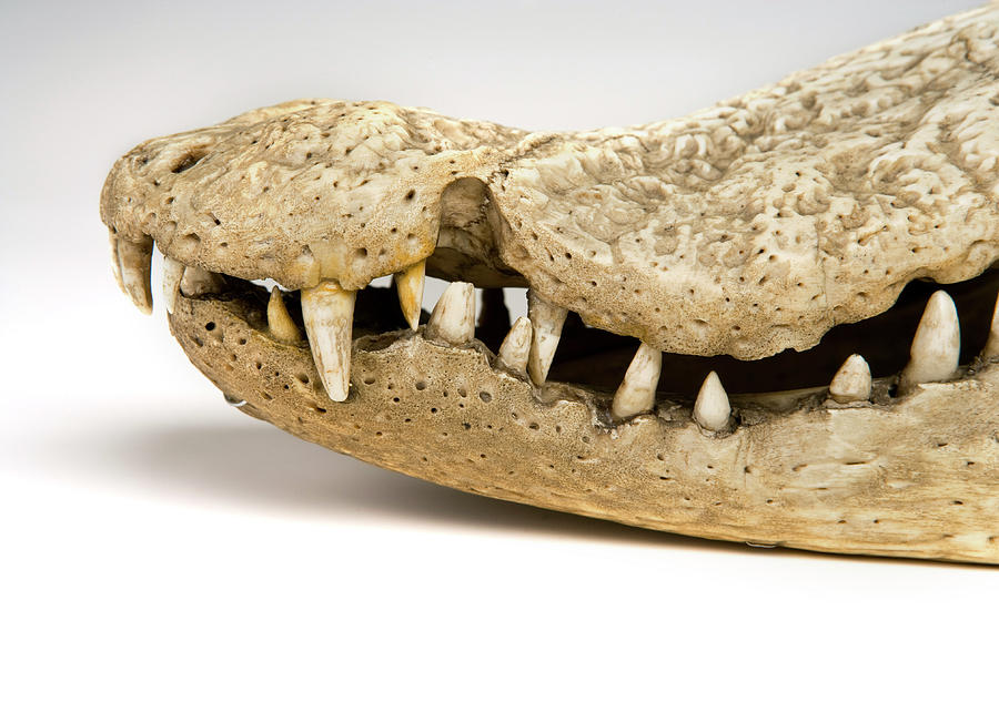 Crocodile Jaws And Teeth Photograph by Science Photo Library Crocodile Jaws And Teeth Photograph by Science Photo Library