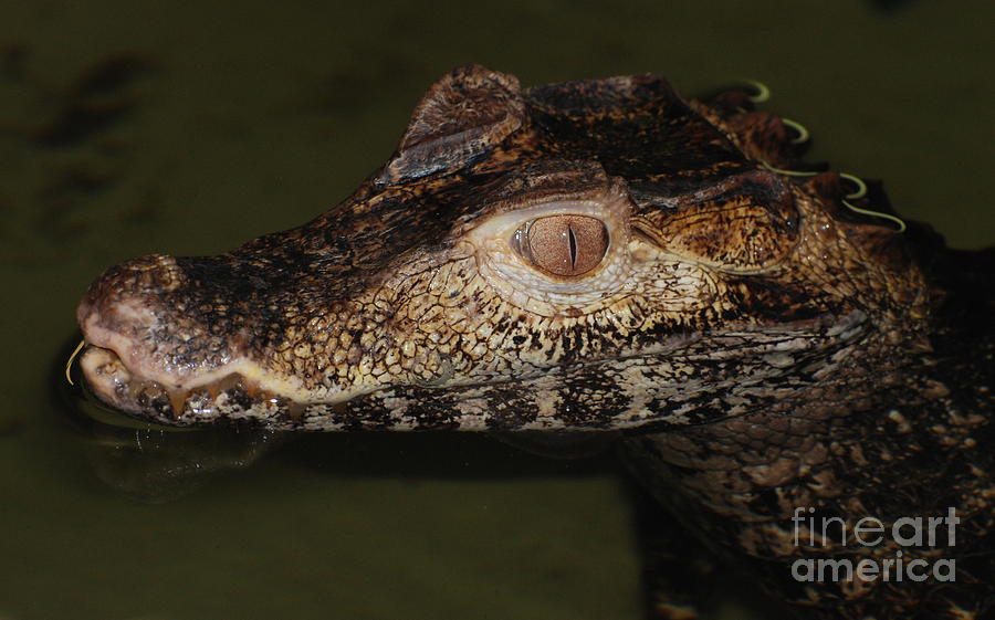 Crocodile Photograph - Crocodile  by Joe Cashin