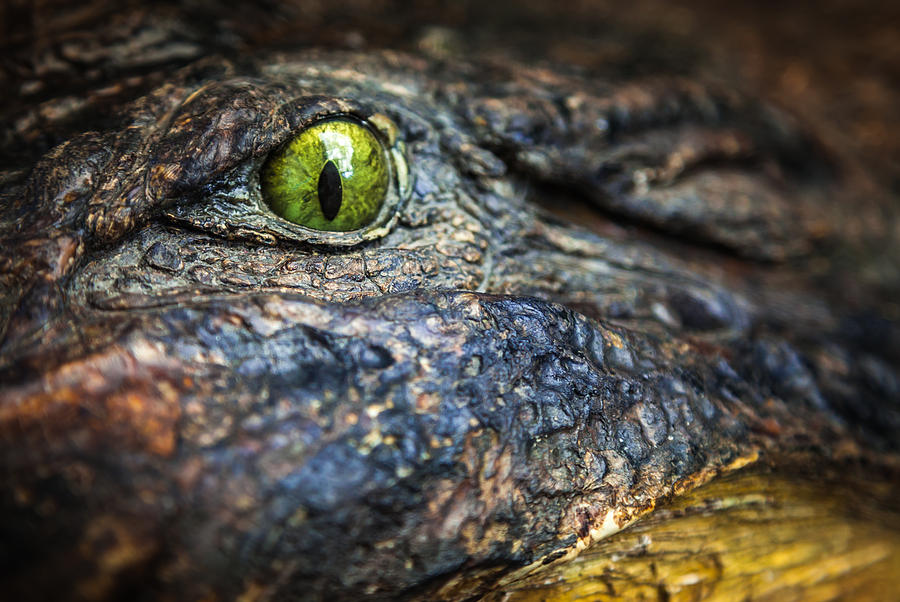 Crocodile  Photograph by Karen Wiles