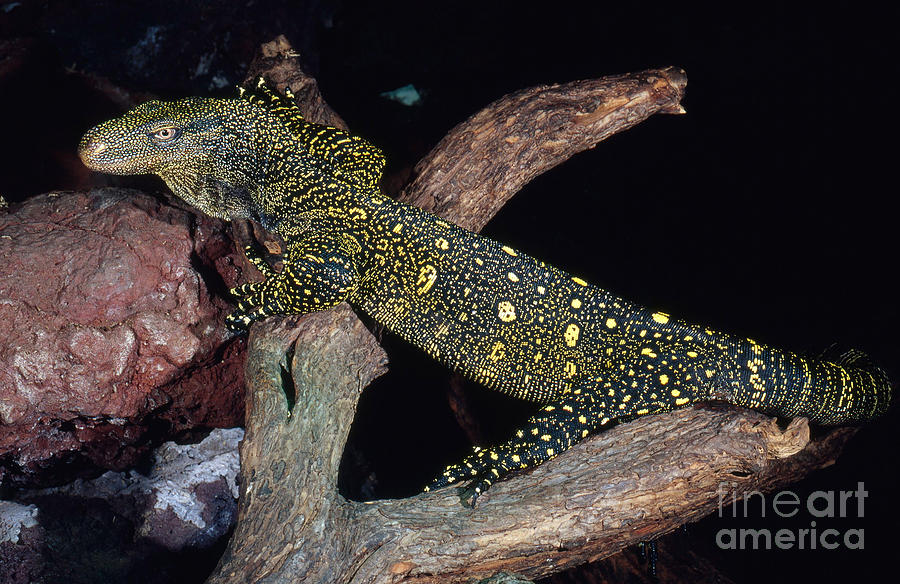 Crocodile Monitor Photograph by Gregory G. Dimijian, M.D.