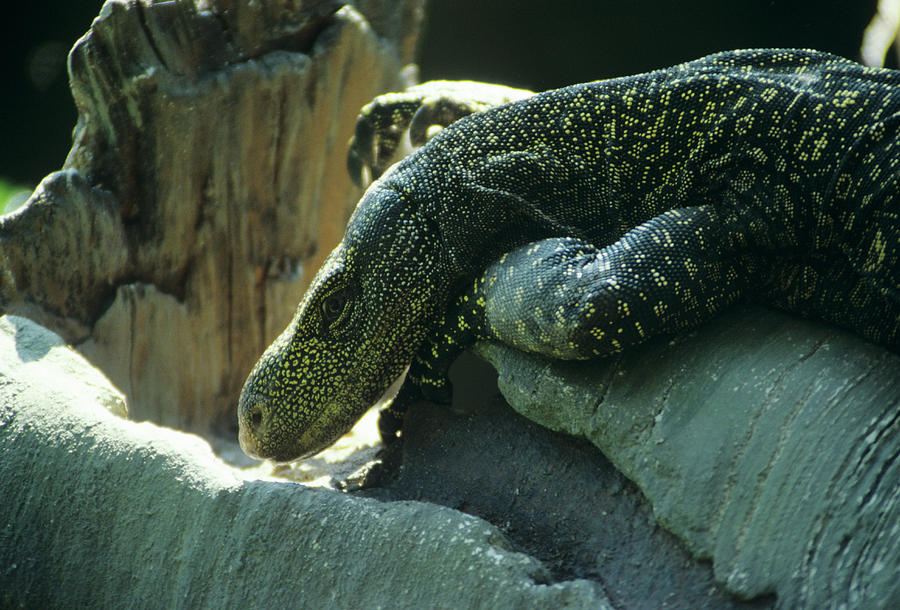 crocodile monitor pet