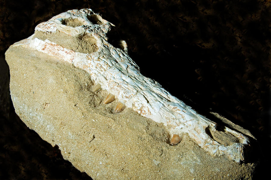 Crocodile Skull Fossil Photograph by Millard H. Sharp