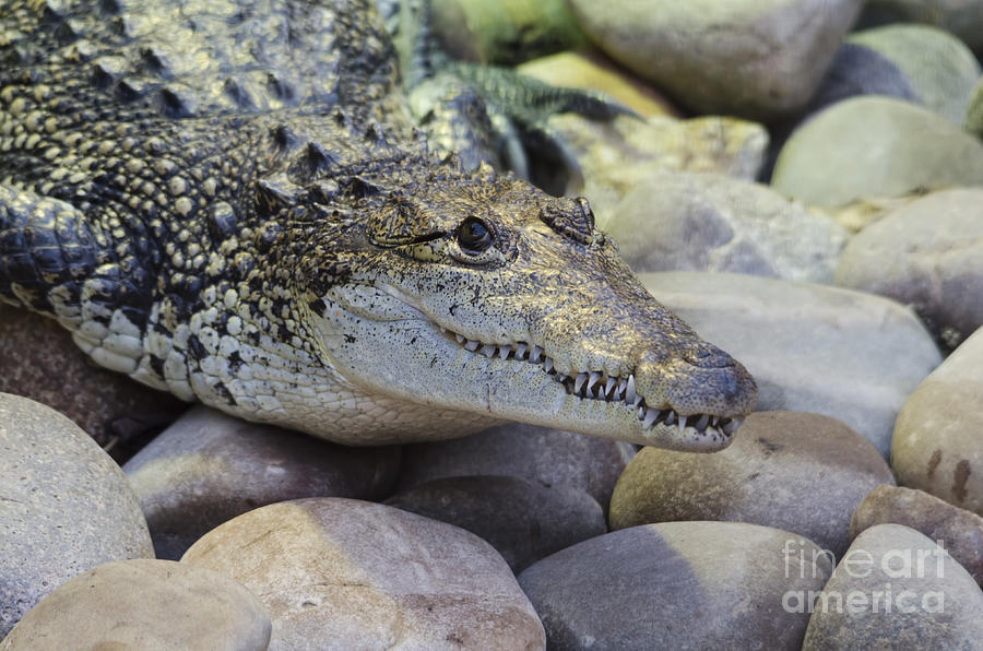 Crocodile Photograph by Steev Stamford