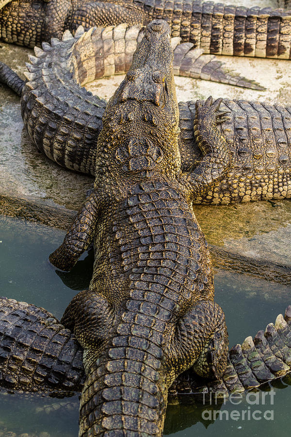Crocodile Photograph by Tosporn Preede