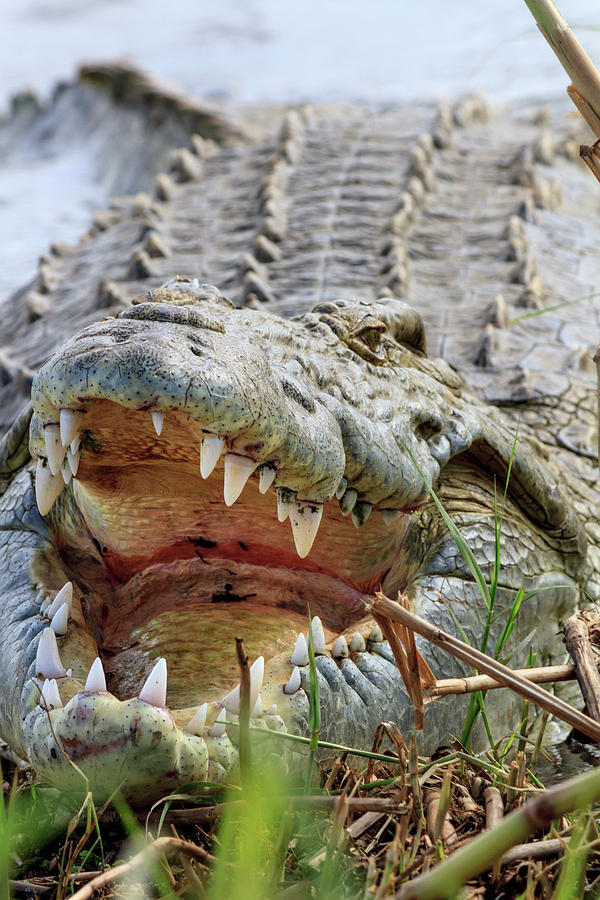 Crocodile Photograph - Crocodile Venting His Teeth by Tom Norring