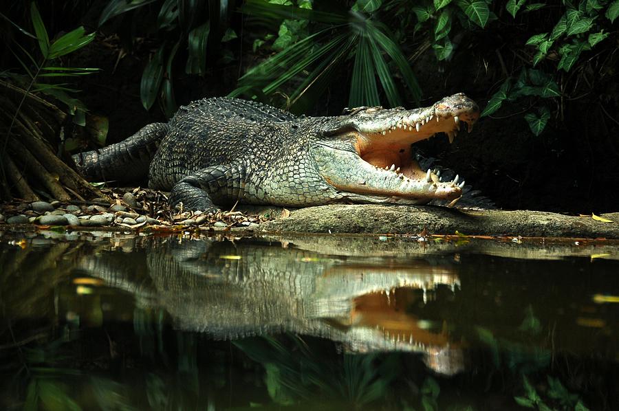 Crocodile Photograph by Vi Vien Lee