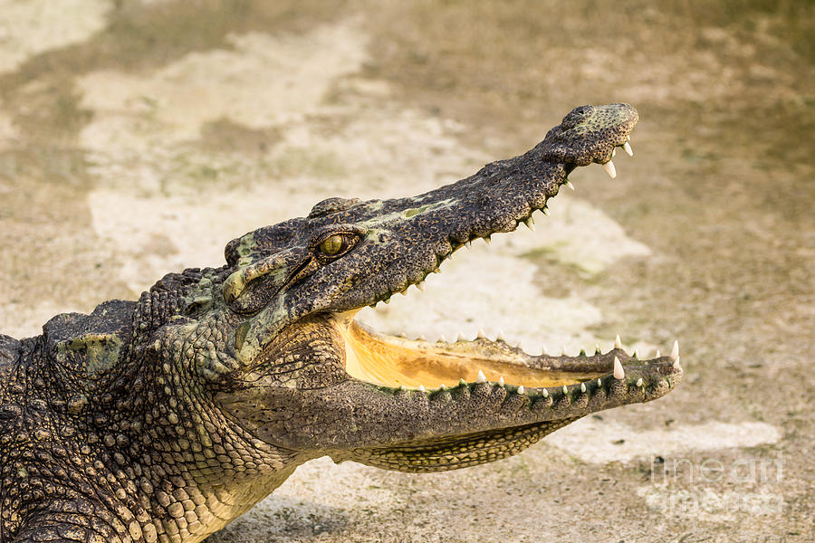 Alligator Photograph - Crocodile with open mouth by Tosporn Preede